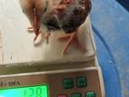 3 Weeks Old Chick