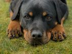 Rotweiler Puppies