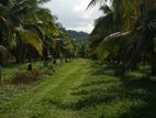 30 ACER COCONUT ESTATE NAKALAGAMUWA RUO2080
