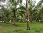 30 ACER COCONUT ESTATE SALE FOR NAKALAGAMUWA RUO2079