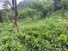 30-Acre Tea Estate Eco Tourism Land for Sale Hiniduma