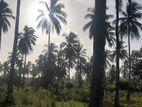 30 Acres Land for Sale Kurunegala