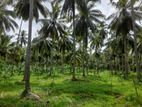 30 acres of fertile coconut land for sale near Malsiripura town..
