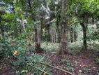 30 PERCH LAND FOR SALE in GANEMULLA