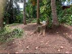 30 Perches Flat Land for Sale Near Kandy City