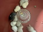 30 Syrian Hamster Babies