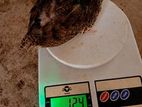 Male Quails