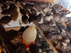 Male Quails