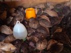 Male Quails