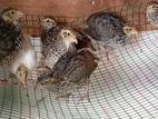 Quail Chicks