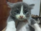 British Short Hair Kitten