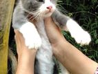 British Short Hair Kitten