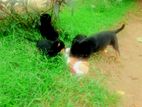 Rottwiler Puppies