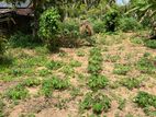 30.5 Perch Land for Sale – Veyangoda