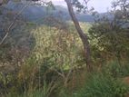3084.2P Bare Land for Sale in Wellawaya Road, Ella (SL 14585)