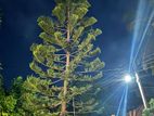 30ft Tall Mature Pine Tree