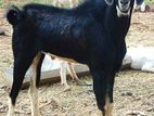 30kg Live Goat