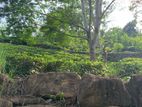 3.15 Acres Tea & Cinnamon Estate For Sale in Galle