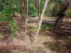 31.55P Bare Land For Sale In Tangalle