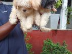 Shitzu Puppies