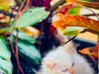 Persian Blue Eye Male Kitten