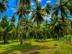 33 acres land For Sale in Mallawa (SSPL-498)