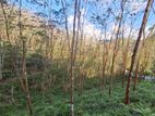 35 - Acre Cultivated Rubber Estate for Sale in Yatiyantota