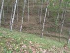 35 Acre Main-Road Frontage Rubber Estate for Sale in Yatiyantota