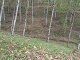 35 Acre Main-Road Frontage Rubber Estate for Sale in Yatiyantota
