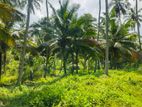 3.5 Acres Coconut Cultivated Land for Sale in Ibbagamuwa.