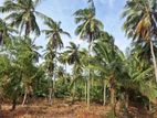 3.5 Acres of Coconut Cultivated Land for Sale in Ibbagamuwa.