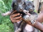 German Shepherd Puppies