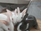 Rabbits
