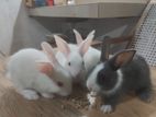 35 days old Rabbits