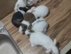 35 Days Rabbits