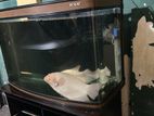 3.5 Feet Boye Imported Tank
