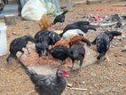 3.5 மாத வெள்ளடியன் கலப்பு கோழிக்குஞ்சு