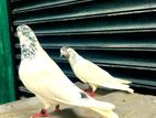 35 walay hig flyer breeding pair