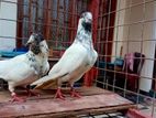 Pigeon