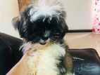Shih Tzu Puppies