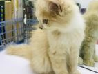 Persian Kittens
