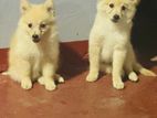 Pomeranian