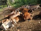 Farm Cows