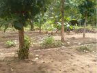 36 Perch Land for Sale Digampathaha