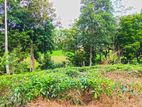 367 Perches Scenic Land for Sale in Ahangama.