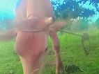 Farm Cows