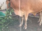 cow ගවයා