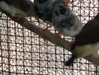 Male Finches