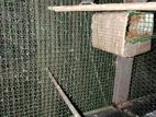 3B male finches
