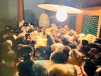 ஊர் கோழி குஞ்சுகள்